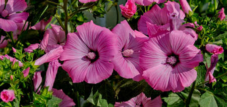 Blooming pink mallow on a summer day. Lavatera perennial.の写真素材