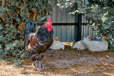 In the yard colorful beautiful rooster standing in the background of white chickensの写真素材