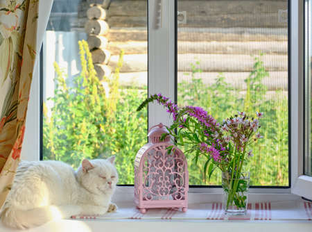 Summer composition. A bouquet of wildflowers in a glass, a beautiful pink candle holder and cute white cat on a windowsill in a farmhouse. Country life conceptの写真素材