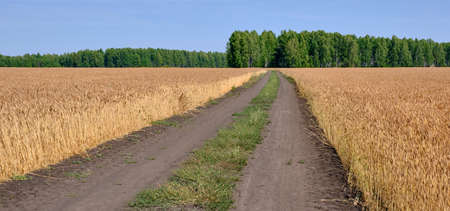 The road stretching into the distance among the field of ripe wheat Bannerの写真素材