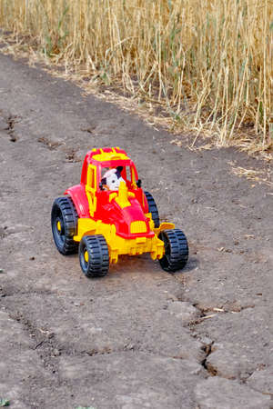 Red and yellow toy tractor with toy cow as tractor driver on a road in a real agricultural fieldの写真素材