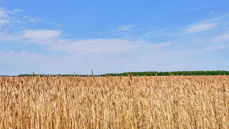Close-up of ripe wheat ears on an agricultural field against a blue sky background. bannerの写真素材