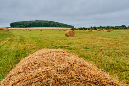 Haystacks in the form of rolls on an agricultural field. Rural landscape.の写真素材
