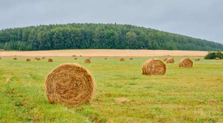 Baystacks in the form of rolls on an agricultural field. Rural landscape. Bannerの写真素材