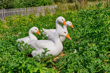 Four white geese walking over vegetable gardenの写真素材