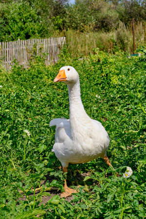 Portrait of a gorgeous white goose running over potato plantingsの写真素材