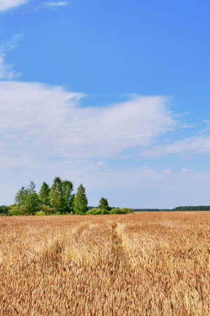 Landscape with an agricultural field. Ripe golden ears of wheat over a blue sky background.の写真素材