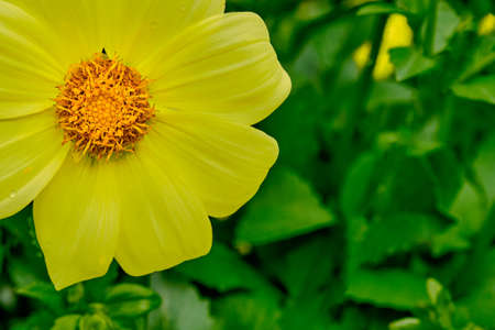 Yellow dahlia flower bud at the bottom of the composition on a green blurred backgroundの写真素材
