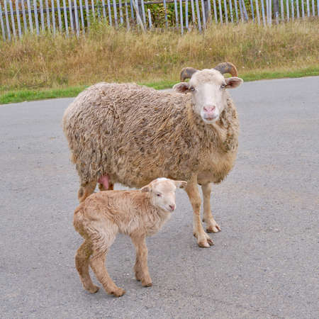 Touching portrait of mother sheep and baby lamb in the village