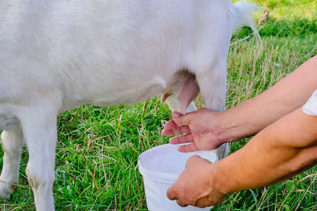 Hands of a senior man milks a white goat on a meadow. Close upの写真素材