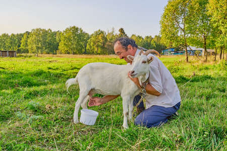 Rural scene. A senior asian man in a white shirt milks a white goat and laughs on a meadow in a Siberian village, Russiaの写真素材