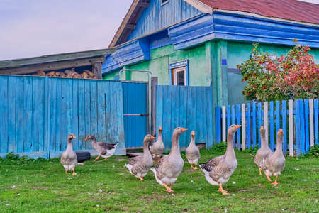 Rural scene. White and motley geese walk near the village house in countryside of Siberia, Russiaの写真素材