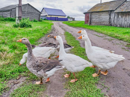 Rural scene. White and motley geese walk on the road in the siberian village, Russiaの写真素材