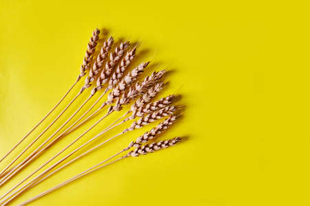 Spikelets of fresh wheat isolated on yellow background. View from above.