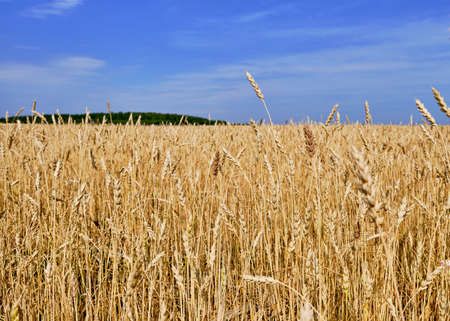 Close-up of ripe wheat ears on an agricultural field against a blue sky background.の写真素材