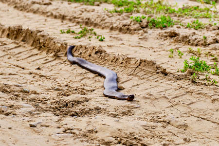 A venomous snake crawls along a clayey dry roadの写真素材