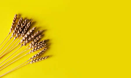 Spikelets of fresh wheat isolated on yellow background. View from above. Bannerの写真素材