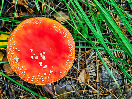 Poisonous mushroom red amanita in the wild. Top viewの写真素材