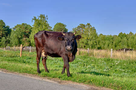 Portrait of a black cow on a village road looking at the cameraの写真素材