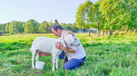 Rural scene. A senior asian man in a white shirt milks a white goat on a meadow in a Siberian village, Russia. Bannerの写真素材