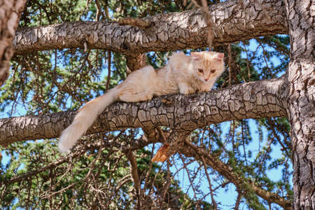Cute beige young cat sits on a tree branch and looks down with frightened eyesの写真素材