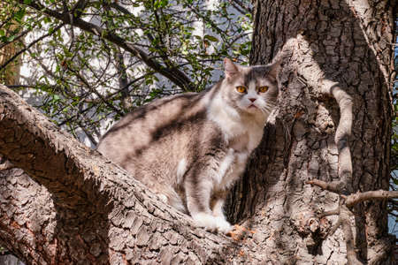 Cute cat sitting on a tree branchの写真素材