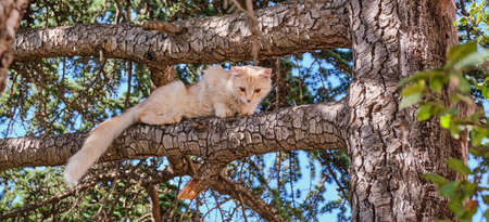 Cute beige young cat sits on a tree branch and looks down with frightened eyes Bannerの写真素材