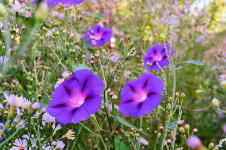 Beautiful violet flowers of the ornamental plant calibrachoa.の写真素材