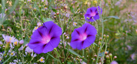 Beautiful violet flowers of the ornamental plant calibrachoa. Bannerの写真素材