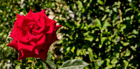 Beautiful bud of a blooming red rose on blurred green background. Bannerの写真素材