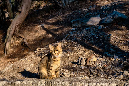 Cute wild tabby kitten sits lit by the sun in the park and looks at the cameraの写真素材
