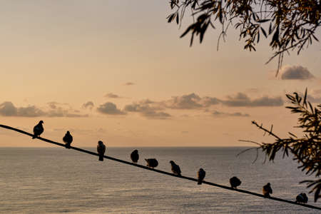 Doves sit in a row on a wire over the background of the sea and the sunset sky with clouds....