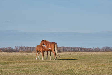 The brown cute foal sucks milk from the nipple of the filly's udder. Horses graze in a pasture late autumn. Copy spaceの写真素材