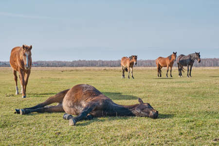 The brown cute horse sleeps peacefully on his side, lying on the grass, and snores. A herd of horses grazes in a pasture late autumn. Copy spaceの写真素材