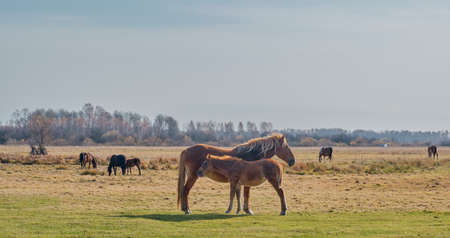 The brown cute foal and the filly. Horses graze in a pasture late autumn. Copy spaceの写真素材