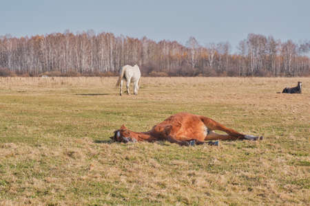 The brown cute horse sleeps peacefully on his side, lying on the grass. A herd of horses grazes in a pasture late autumn. Copy spaceの写真素材