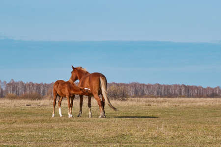 The brown cute foal sucks milk from the nipple of the filly's udder. Horses graze in a pasture late autumn. Copy spaceの写真素材