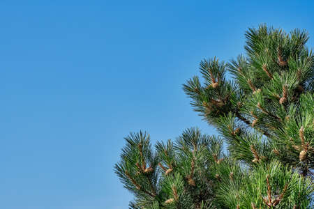 Green branches of a mountain pine with conesの写真素材
