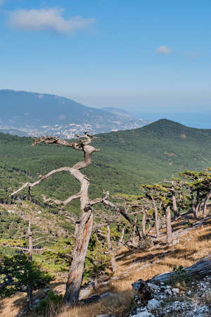 Crimean alpine landscape with mountain pine trees. Dry dead tree.の写真素材