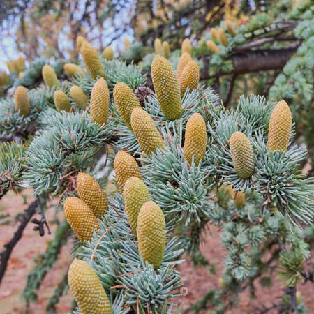 Beautiful branch of blue Atlas cedar with cones. Cedrus atlanticaの写真素材