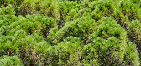 Texture of needles of fluffy pine branches as backgroundの写真素材