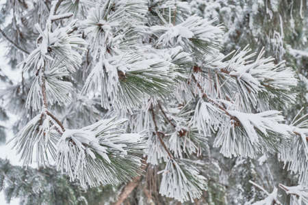Texture of snow-covered pine branches with long needles as a background.の写真素材
