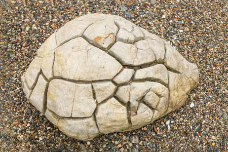 Concretion with a tortoiseshell structure is one of the ancient fossils.の写真素材