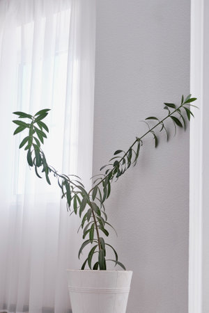 Indoor pot plant oleander on the floorの写真素材