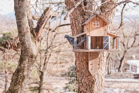 Wooden bird feeder as a treehouse in a winter park.の写真素材