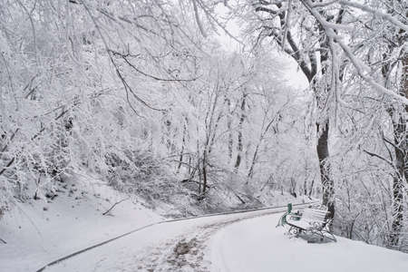 Winter landscape. Footprints on the snow-covered alley in the resort park of Zheleznovodsk, Russia.の写真素材