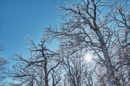 Beautiful winter blue and white landscape with snow-covered tree branches and the sun.の写真素材