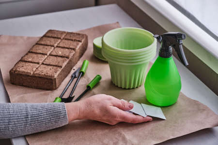 The older female hand on the table holding paper bags of seeds for the home vegetable garden against a background of dry soil briquette, green plant pots, small tools, spray can.の写真素材