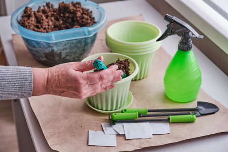 Hand of older female hand puts into a pot soil by scoop. There are paper bags of seeds for home vegetable garden, green pots, small tools, spray can with water on table.の写真素材