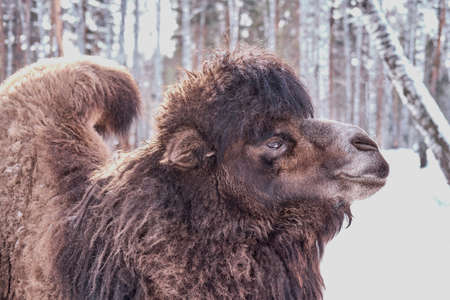 Close-up portrait of camel on a farm on a background of winter forest.の写真素材